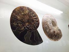 -青岛贝壳博物馆