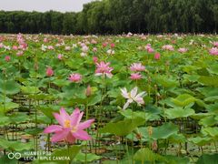 -东郊湿地公园