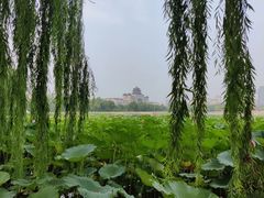 -莲花池公园