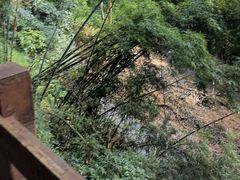 -西双版纳原始森林公园