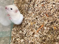 -怪兽屋·羊驼·猫咖·狗咖(俊华广场店)