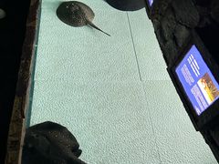 -上海海洋水族馆