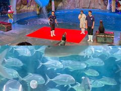 -烟台海昌鲸鲨海洋公园