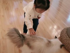 -momokira米努特·德文卷毛猫·棉花面纱犬