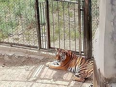 -新疆天山野生动物园