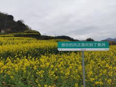 -桑洲油菜花景区