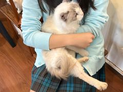 -楼上猫咖(罗湖店)