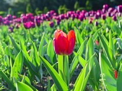 -长春公园(普阳街道)