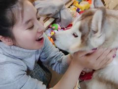 -Husky Go! 哈士奇体验馆·宠物咖啡厅狗咖