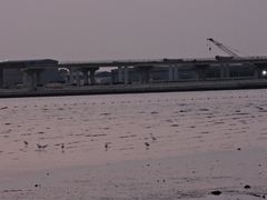 -宝安西湾红树林湿地公园