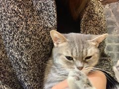 -猫色咖啡·猫咖