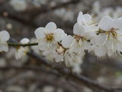 -广州市流溪河国家森林公园