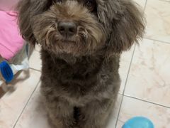 -芭比堂爱心动物医院·心脏科·犬猫内科(越城可乐分院)