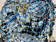 -尼甘布海鲜市场