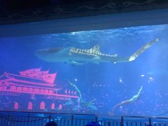 -烟台海昌鲸鲨海洋公园