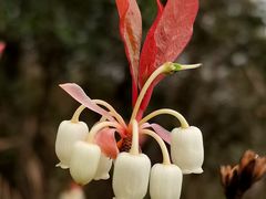 -广东罗浮山风景名胜区