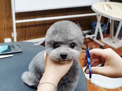 -鑫艺宠物美容培训学校