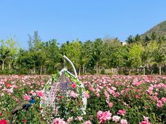 -亚龙湾国际玫瑰谷