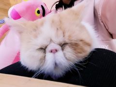 -喵屿·大理花园猫咖