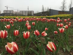 -田园东方蜜桃村的田野营地