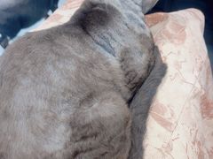 -琪喵猫屋·撸猫猫咖·猫舍