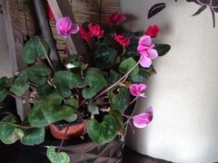 iphone_upload_pic-陶野咖啡·面包披萨