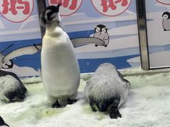 -珠海长隆海洋王国