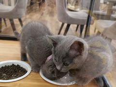 -袖虎·猫馆(体育西路店)