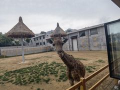 -西霞口神雕山野生动物世界