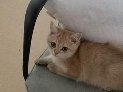 -伟伟宠物医院·瑞派猫友好医院·猫科(光谷店)