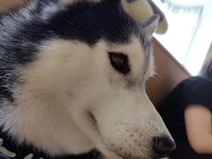 -Husky Go! 哈士奇体验馆·宠物咖啡厅狗咖