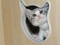 -喵zoo家庭繁育猫舍(尖东智能花园店)