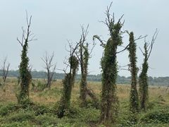 -永定河休闲森林公园