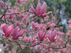 -重庆市江北嘴中央商务区中央公园