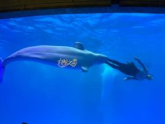 -海合安成都极地海洋公园
