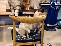 -平行世界·猫咖(首经贸店)