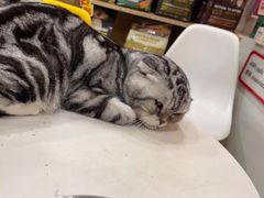 -帕帕拉兹宠物(亚洲旗舰店)