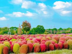 -花开海上生态园