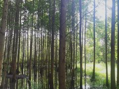 -桤木河湿地公园