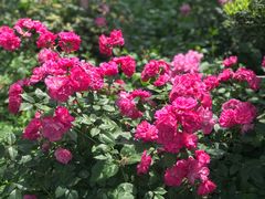 -鹅湖玫瑰文化园