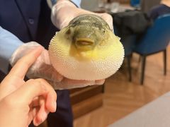 -肆月河豚·新淮扬(金融街店)