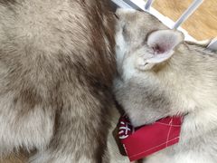 -Husky Go! 哈士奇体验馆·宠物咖啡厅狗咖