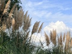 -白鹭湾湿地公园