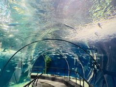 -上海海洋水族馆