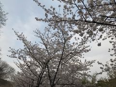 -鸡鸣赐茶(鸡鸣寺路店)