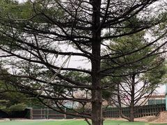 -尚庄度假村·庭台树下·户外烧烤·团建CS·轰趴营地(上庄水库店)