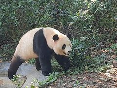 -成都大熊猫繁育研究基地