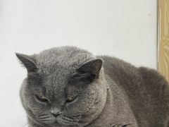 -中农大我爱我爱动物医院·核磁CT·猫病·24小时夜诊中心(石佛营店)