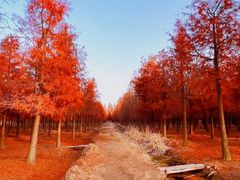 -上海海湾国家森林公园