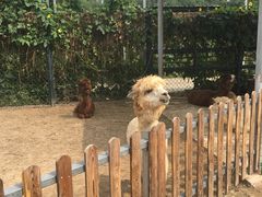 -北京麋鹿生态实验中心